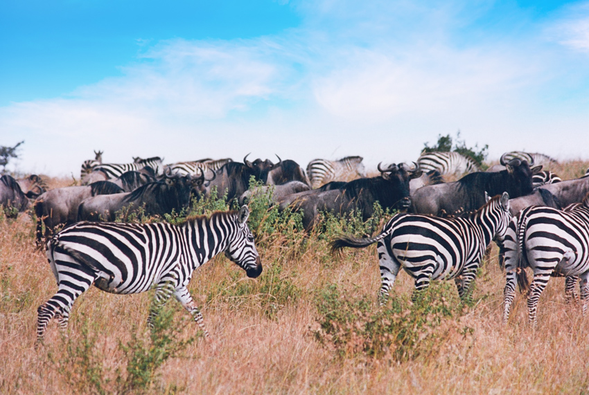 Gnus and Zebras in Masai Mara